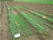 Évaluation de la tolérance et de l'efficacité de plusieurs herbicides à faible risque pour la santé et l'environnement dans la culture de la carotte en terre minérale et en terre organique.