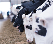 Détection de la gestation chez la vache laitière : le test de gestation dans le lait est-il aussi précis que l'échographie?