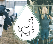 Stratégies optimales de gestion des déjections pour des fermes laitières québécoises productives et faibles émettrices de GES