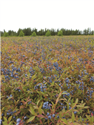 FICHE SYNTHÈSE - Régie raisonnée de l’eau pour le bleuet nain cultivé dans un contexte de climat variable et en évolution (fiche)