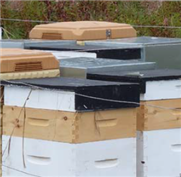 Améliorer les techniques apicoles nordiques pour une pollinisation des petits fruits de la forêt boréale (Fiche synthèse du projet)