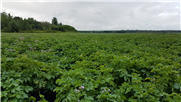 FICHE SYNTHÈSE - Réduction des insecticides systémiques (sillon ou planton) utilisés pour le contrôle du doryphore de la pomme de terre (Leptinotarsa decemlineata) par l'application en ceinture de champ uniquement.
