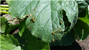 Évaluation de l'efficacité de diverses stratégies de lutte contre la chrysomèle rayée du concombre.