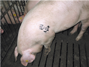 Évaluation des différentes alternatives disponibles pour l’identification des porcs destinés à l’abattage 