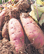 Patate douce : vers de nouvelles variétés mieux adaptées à notre climat