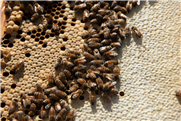 Réseau apicole - Bulletin zoosanitaire : bilan des suspicions d'empoisonnement d'abeilles par des pesticides au Québec entre les années 2015 et 2018