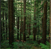 Programme d'aide à la mise en valeur des forêts privées