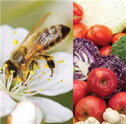 Pratiques visant à réduire l’intoxication des abeilles par des pesticides agricoles au Canada