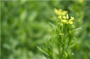 Évaluation d’herbicides pour le contrôle des dicotylédones annuelles dans la culture de la caméline (Fiche synthèse)