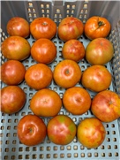 Présentation 2 de 4 sur le virus du fruit rugueux brun de la tomate (ToBRFV): Réglementation et impacts sur l'exportation