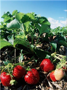 Produire des fraises plus résistantes aux maladies, l’avenir est prometteur