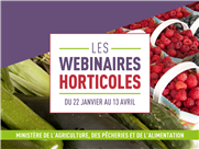 Différenciation morphologique et génétique de variétés d'ail au Québec