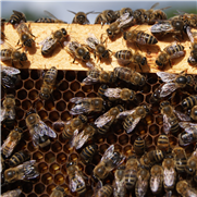 Formulaire 2021 Enregistrement obligatoire des propriétaires d'abeilles