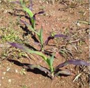Ravageurs, maladies et autres problèmes liés à la culture du maïs grain en début de saison : outil d’aide au diagnostic
