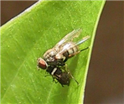 Coenosia attenuata: Une mouche qui dévore les mouches noires (sciarides)