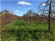 Revue de littérature systématique sur le potentiel d'utilisation des paillis organiques à améliorer la qualité du sols et la durabilité des vergers de pommes du Québec