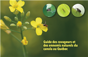 Production d'un guide sur la gestion intégrée des insectes nuisibles dans la culture du canola au Québec