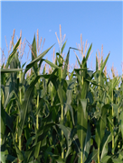 Réseau d'essais participatif en grandes cultures biologiques: Essais de performance d’hybrides de maïs-grain au Québec 2021