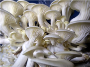 La production de champignons de spécialité en environnement contrôlé - fiche technique