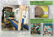 Résultats du projet "Développement de biocides à base d'extractibles végétaux pour le contrôle des maladies lors de l'entreposage des pommes de terre"