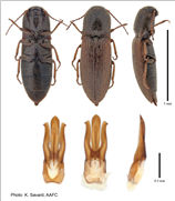 First record of the invasive wireworm Agriotes sputator Linnaeus, 1758 (Coleoptera: Elateridae) in Quebec, Canada, and implications of its arrival