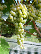 Fiche synthèse- Évaluation  de l'efficacité de biofongicides pour lutter contre différents maladies fongiques dans la vigne.