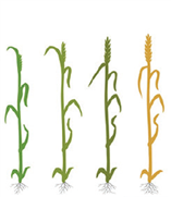 Résultats de la culture du blé - Parcelles d'essai 2022
