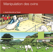 Guide - Manipulation des ovins