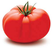 Améliorer la stratégie d’intervention contre la punaise terne dans la tomate.