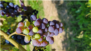 Fiche synthèse- Évaluation de l'effet de la conduite de la vigne pour réduire l'incidence de l'anthracnose en vignoble. Projet 18-027