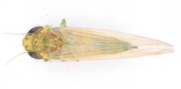 La cicadelle de la pomme de terre