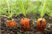 Stratégies pour réduire la pression des mauvaises herbes dans la carotte biologique