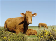 Conformation et fonctionnalité chez les bovins de boucherie (collection) (6 vidéos et fiches complémentaires)