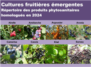 Cultures fruitières émergentes - Répertoire des produits phytosanitaires homologués en 2024