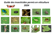 Guide insecticides vigne 2024