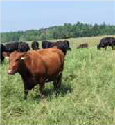 Programme biodiversité en production bovine - Rapport d'étape