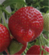 Vitrines de démonstration d'une stratégie à moindre risque dans la fraise d'été et la fraise d'automne : Stratégies et résultats