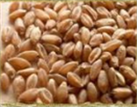 Développement de la culture de sarrasin, de blé pour l'alimentation humaine et d'avoine nue en régie biologique au Bas-St-Laurent et en Gaspésie