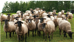 L'utilisation de tanins dans l'alimentation ovine pour prévenir le parasitisme