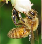 Outil d'aide à la décision pour le choix des pollinisateurs à introduire en champs