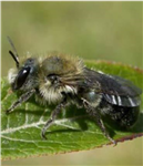 L'osmie, une abeille de la forêt boréale au service de l'agriculture nordique