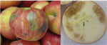 Prévenir les troubles physiologiques des pommes Honeycrisp