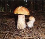 Analyse de commercialisation des champignons forestiers sauvages à potentiel commercial du Québec 