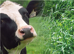 Évaluation du profil en acides aminés et mesure de la digestibilité de l'azote du tourteau de canola chez des vaches laitières