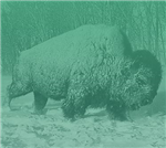 Code de pratiques pour le soin et la manipulation des bisons