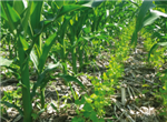 SAgE pesticides : un outil pour la gestion de la phytoprotection sur la ferme
