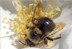 Bee Mite ID