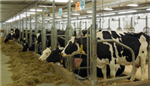 Vers une gestion écoefficace des fermes laitières canadiennes 