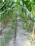 Rapport d'essais engrais verts en intercalaire dans la production conventionnelle de maïs sucré