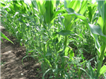 Évaluation d'herbicides biologiques appliqués en jet dirigé à la base des plants, selon différents stades de la culture, afin de lutter contre les mauvaises herbes dans la culture du maïs biologique.
